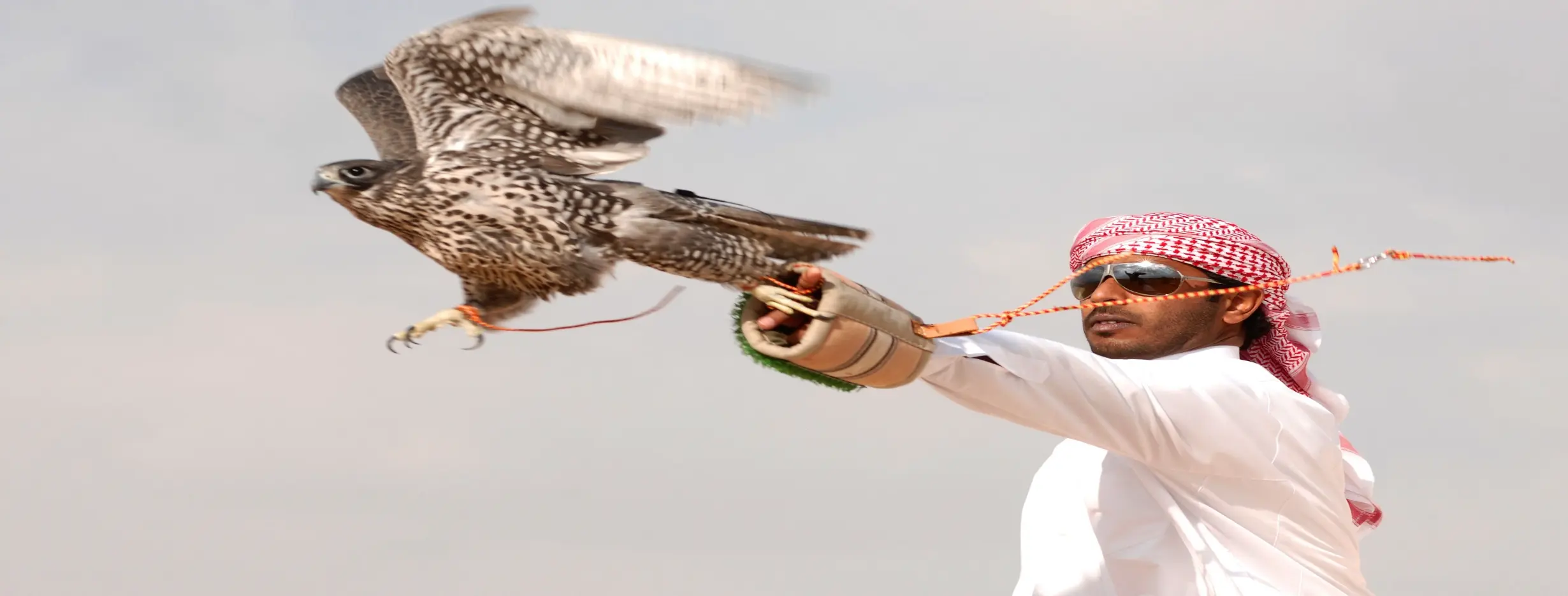Image for Falconry Experience